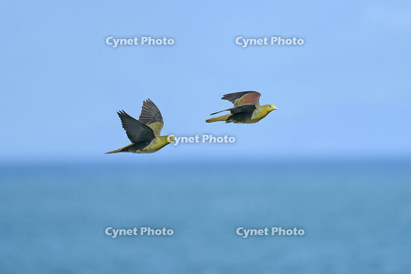 アオバト　オスとメス [BAB110002952]