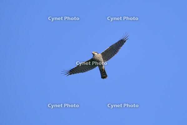 ハイタカ [BAB110002953]