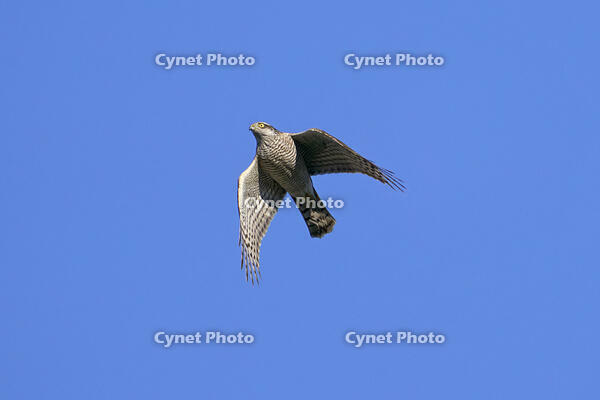 ハイタカ [BAB110002954]