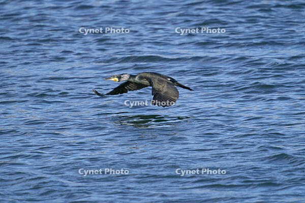 カワウ　成鳥　繁殖羽 [BAB110002955]