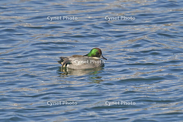 ヨシガモ雄 [BAB110002956]