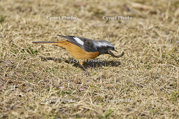 ジョウビタキ雄　ミミズを食べる [BAB110002957]
