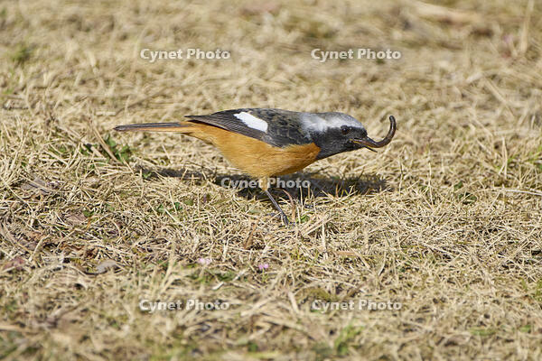 ジョウビタキ雄　ミミズを食べる [BAB110002958]