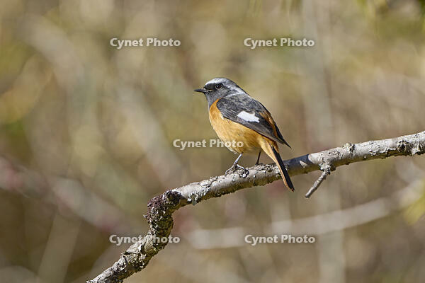 ジョウビタキ雄 [BAB110002959]