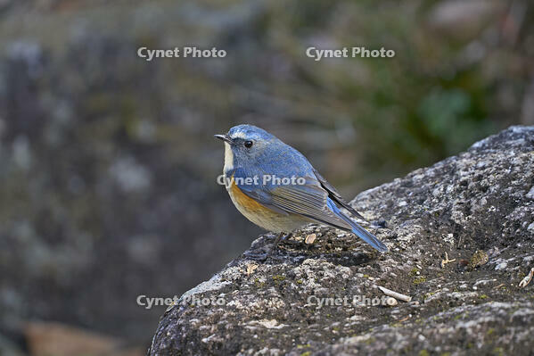 ルリビタキ雄 [BAB110002960]