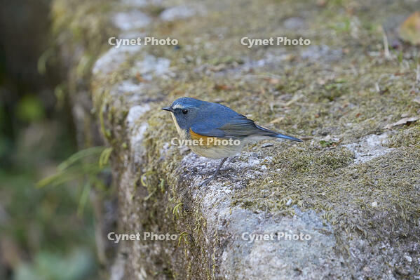 ルリビタキ雄 [BAB110002961]