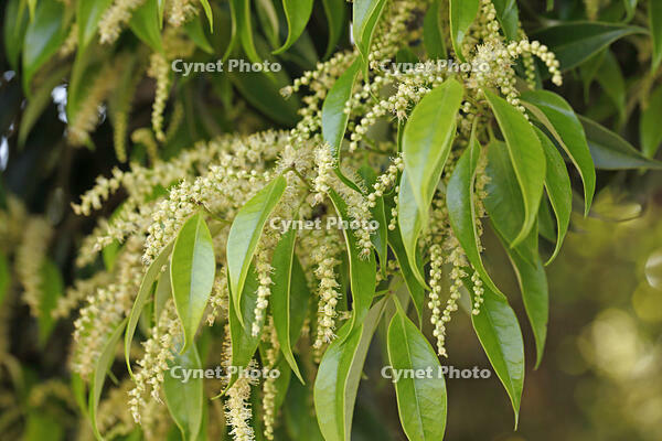 スダジイ雄花 [BAB110002962]