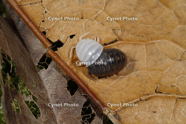 オカダンゴムシ　脱皮 [BAB110002963]