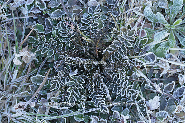 霜が降りたナズナのロゼット [BAB110002967]