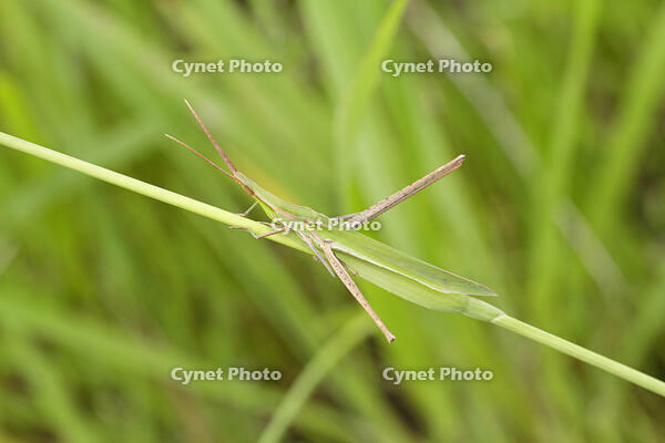 ショウリョウバッタ成虫 [BAB110002968]