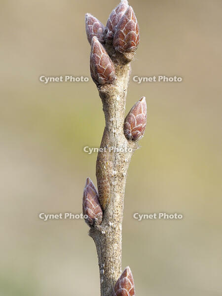 コミミズク幼虫（擬態） [BAB110002970]