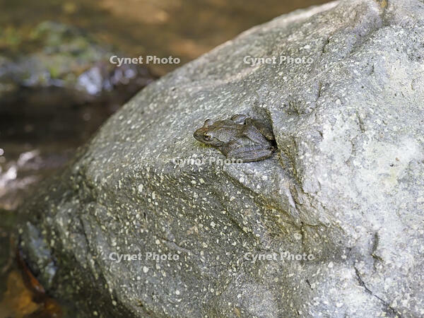 カジカガエル [BAB110002972]