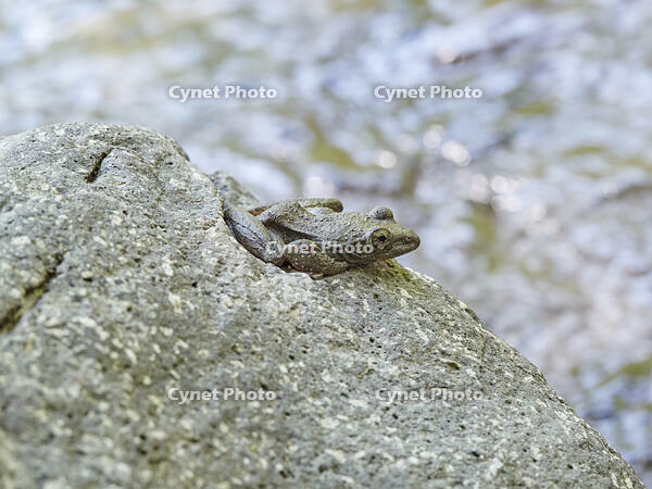 カジカガエル [BAB110002973]