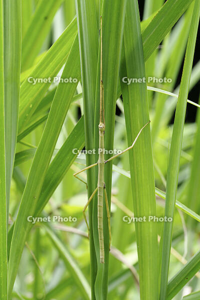 ナナフシ [BAB110002974]