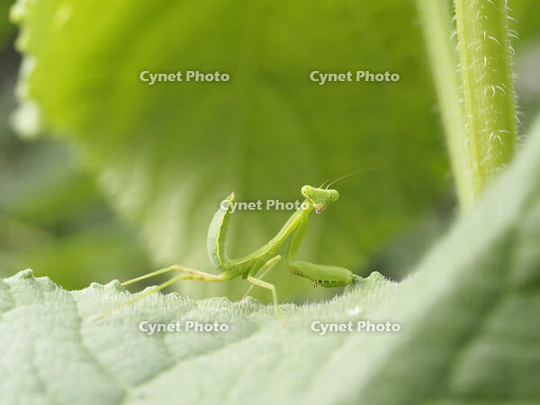 ハラビロカマキリ幼虫、キュウリの葉で [BAB110002975]