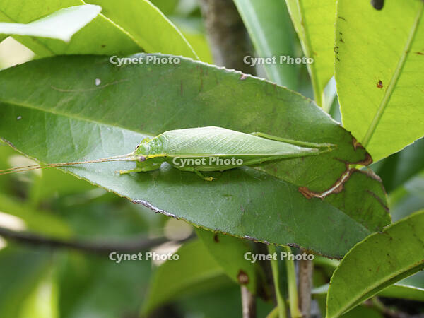 アオマツムシ　雌 [BAB110002976]