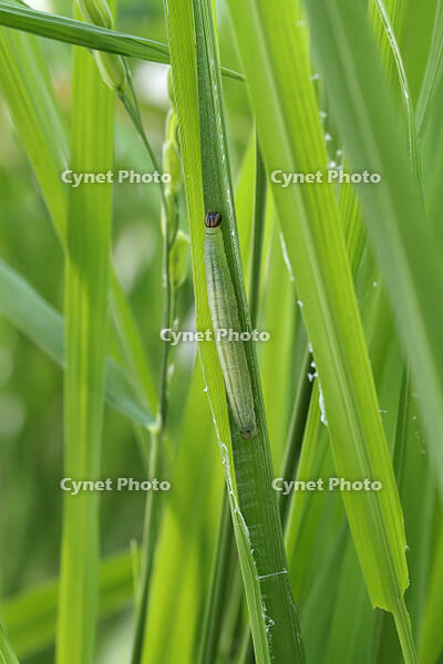 イチモンジセセリ4令幼虫 [BAB110002978]