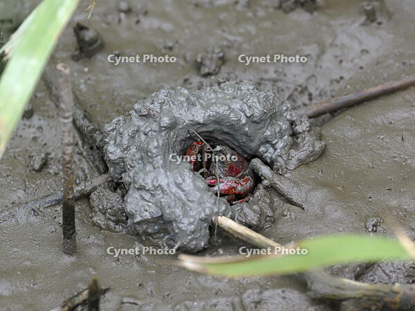 アメリカザリガニ　巣穴にいる [BAB110002979]