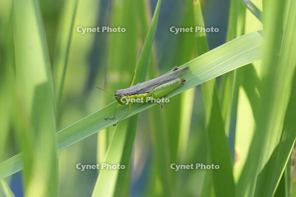 ハネナガイナゴ [BAB110002980]