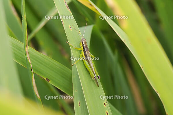 ハネナガイナゴ [BAB110002981]
