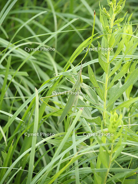 ショウリョウバッタ　保護色で目立たない [BAB110002983]