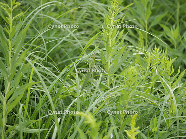 ショウリョウバッタ　保護色で目立たない [BAB110002984]