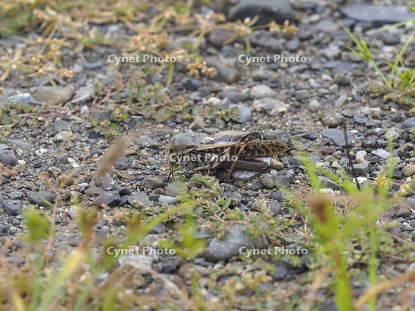 トノサマバッタ　褐色タイプ [BAB110002985]