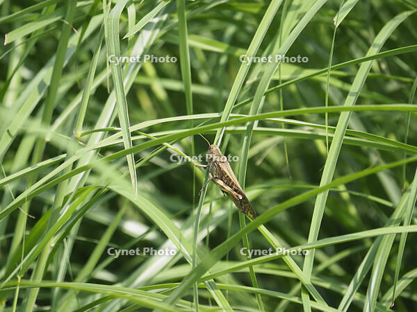 トノサマバッタ　褐色タイプは目立つ [BAB110002986]