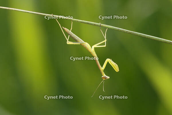オオカマキリ幼虫 [BAB110002987]