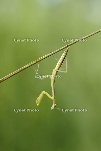 オオカマキリ幼虫 [BAB110002988]