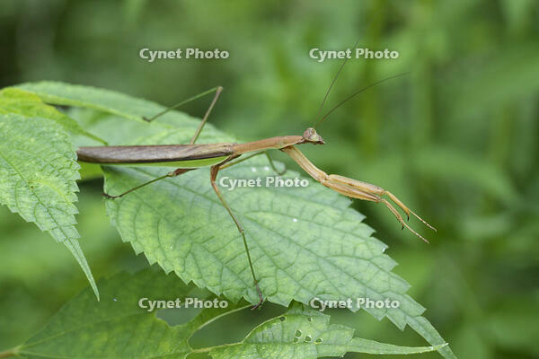 オオカマキリ [BAB110002989]