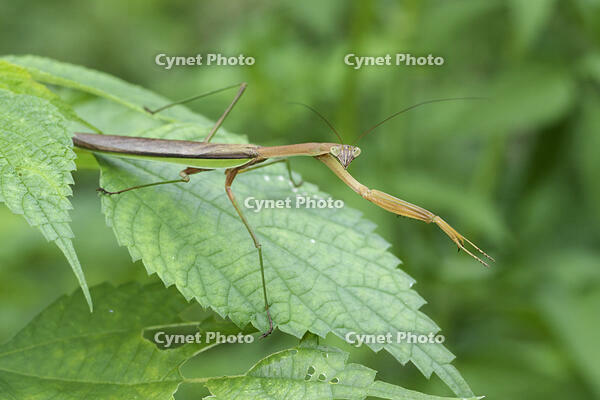 オオカマキリ [BAB110002990]
