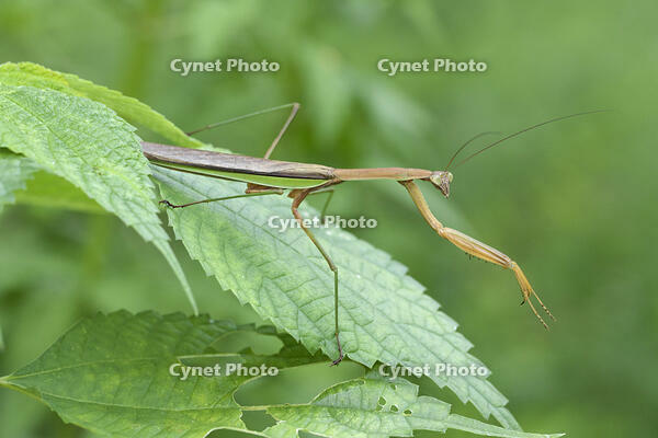 オオカマキリ [BAB110002991]