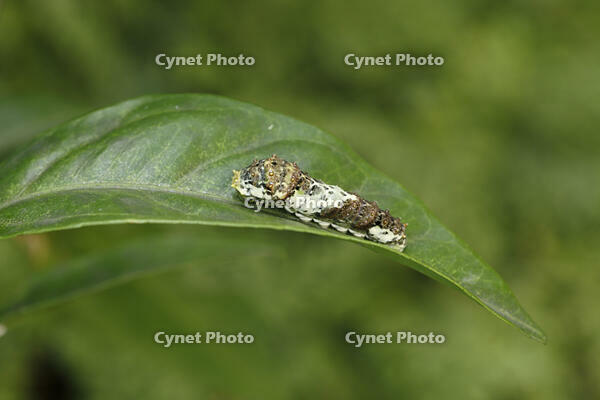 アゲハチョウ4令幼虫、ミカンの葉で [BAB110002992]