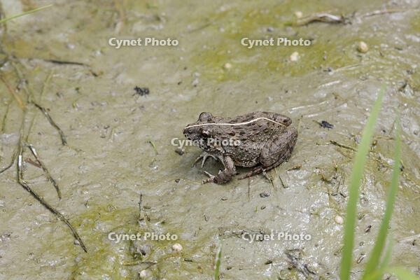ヌマガエル [BAB110002993]