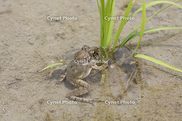 ヌマガエル　田植え後の田んぼにいる [BAB110002994]
