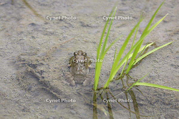 ヌマガエル　田植え後の田んぼにいる [BAB110002995]