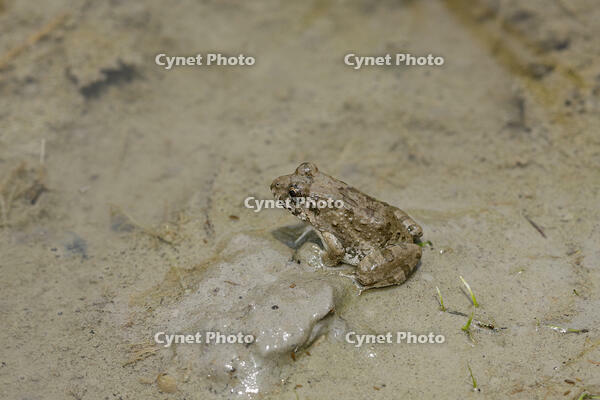 ヌマガエル　田植え後の田んぼにいる [BAB110002996]