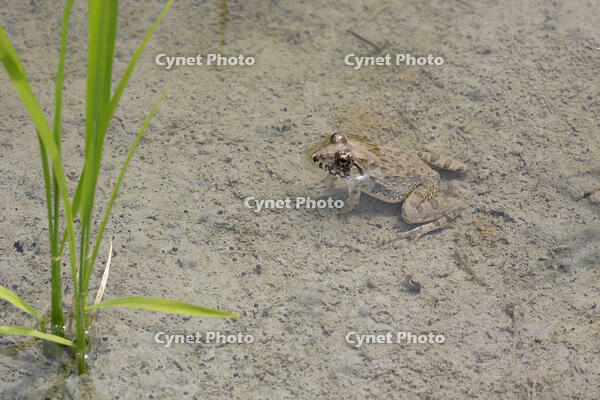ヌマガエル　田植え後の田んぼにいる [BAB110002997]