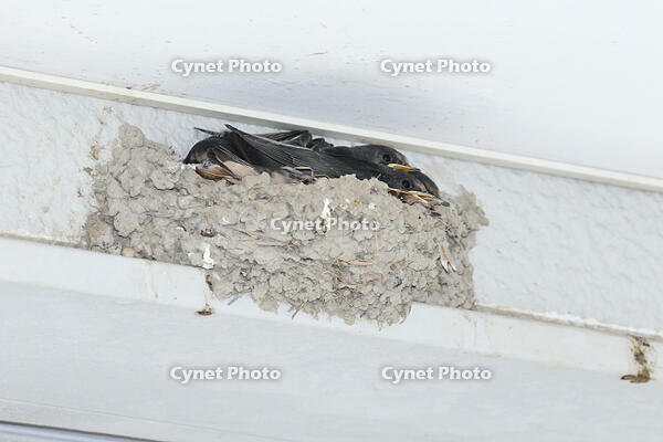 ツバメのヒナ　親鳥の警戒の声で姿勢を低くする [BAB110002999]