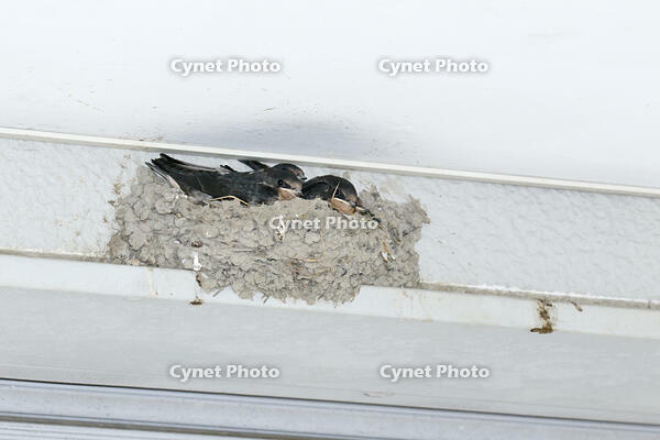 ツバメのヒナ　親鳥の警戒の声で姿勢を低くする [BAB110003000]