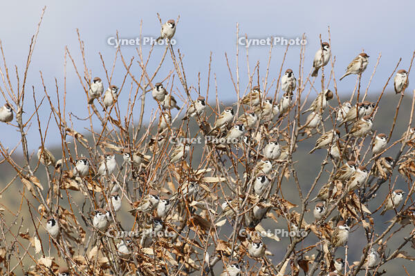 スズメ　群れ　枯葉と分かり難い [BAB110003002]
