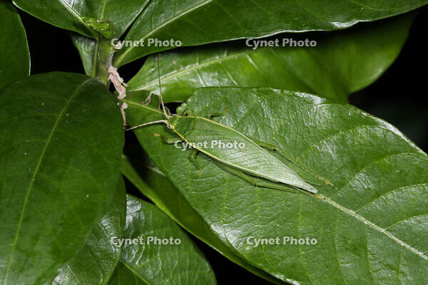 アオマツムシ雌 [BAB110003003]