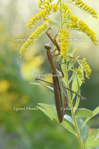 オオカマキリ [BAB110003004]