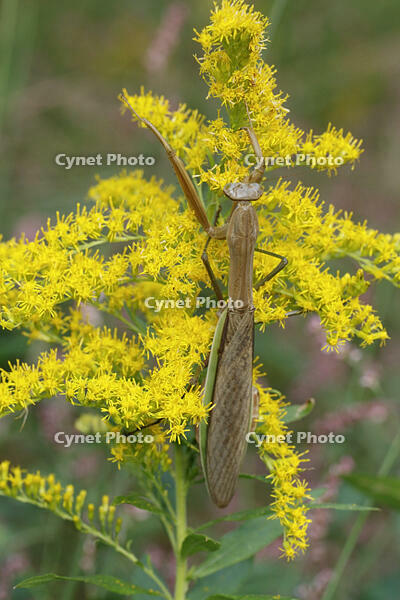 オオカマキリ [BAB110003005]