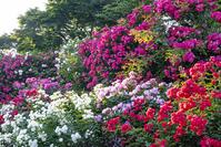 港の見える丘公園 [BAH110006767]