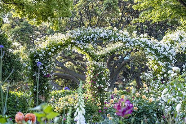 港の見える丘公園 [BAH110006750]