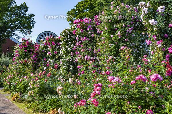港の見える丘公園 [BAH110006760]