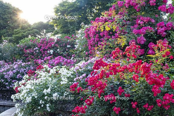 港の見える丘公園 [BAH110006765]