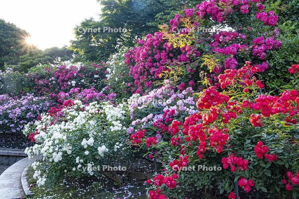 港の見える丘公園 [BAH110006766]